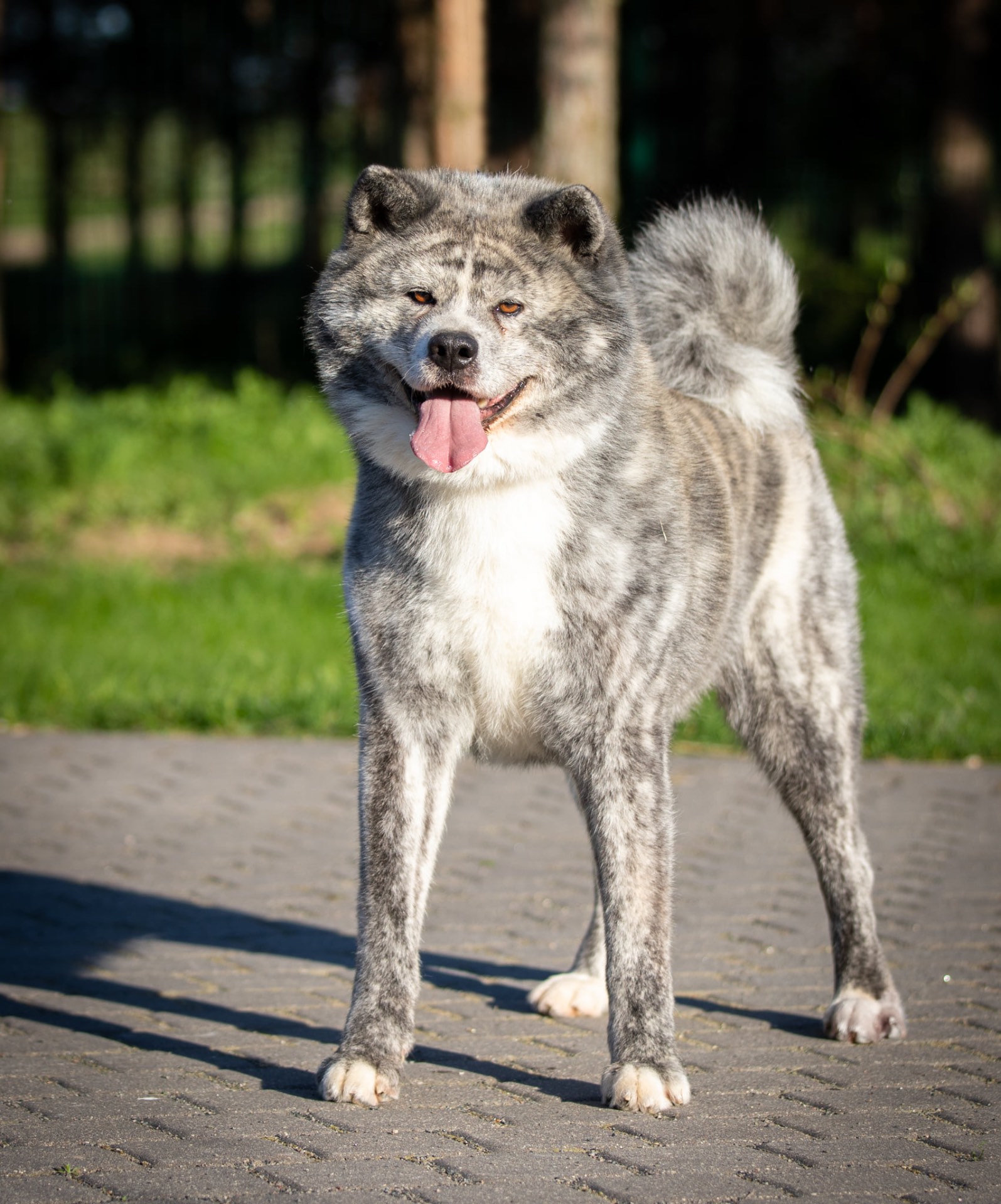 Japonų Akita Inu veislyno Mokaito šuo
